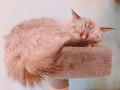 -猫小院猫主题餐厅(三里屯店)