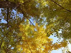 -长白岛森林公园