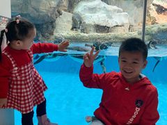 -帝企鹅自助餐厅•儿童岛•真企鹅(长隆企鹅酒店)