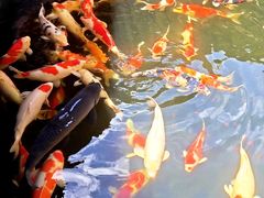 -香麒园·过桥米线·南湖雅宴