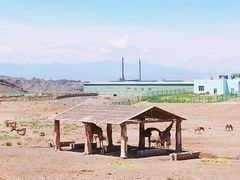 -新疆天山野生动物园