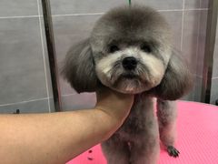 -宠福鑫康馨动物医院·骨科·眼科