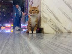 -瑞派名望志远动物医院·猫科·內科·异宠专科(直港大道店)