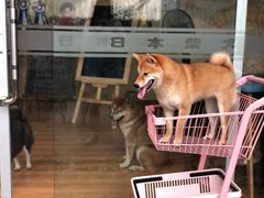 -柴犬高等学院·狗咖·柴犬售卖·宠物训练