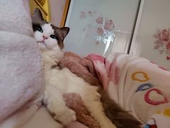 -关爱宠物医院·猫科中心·消化科(滨湖万达分院)