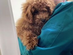 -安安宠医·安宠宠物医院