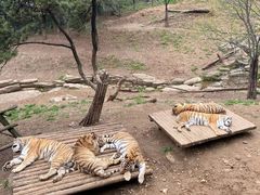 -大连森林动物园