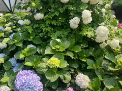 -深圳仙湖植物园