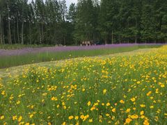 -黄海国家森林公园