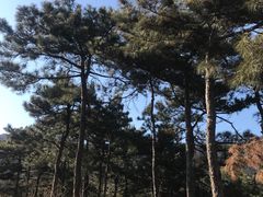 -北京西山国家森林公园