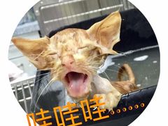 -瑞派申生动物医院·24H夜诊·国际动物医疗中心·骨外科(吴中路店)