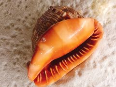 -青岛贝壳博物馆