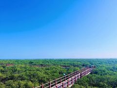 -北海金海湾红树林生态旅游区