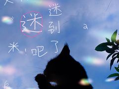 -豆逗聊愈猫阁Easy Life