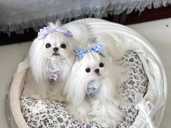 -萌宠之家·腊肠犬·马尔泰·小体犬舍