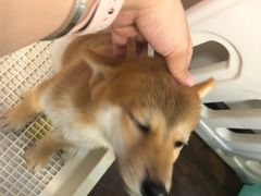 -柯斗斗主题餐厅·狗咖·围炉煮茶·茶饮(国瑞升平里店)