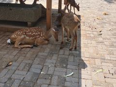 -长白岛森林公园