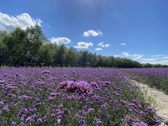 -北纬44度·金珠花海休闲农业旅游景区