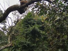 -野象谷景区