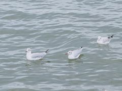 -青海湖仙女湾景区
