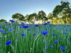 -春花秋色城市公园