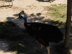 -西霞口神雕山野生动物世界