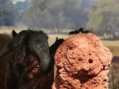 -陕西自然博物馆