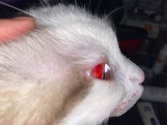 -萌兽医馆·犬猫专科·眼科中心·宠物医院(朝阳门分院)