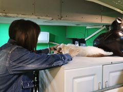 -李小姐の猫咖啡馆(五角场店)