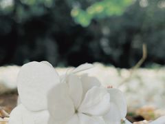 -上海滨江森林公园