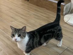 -李小姐の猫咖啡馆(五角场店)