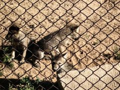-青藏高原野生动物园