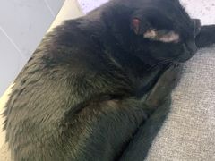 -喵园·猫主题咖啡厅·撸猫·猫咖(国贸店)