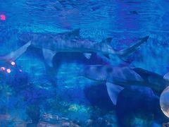 -烟台海昌鲸鲨海洋公园