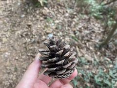 -九曜山