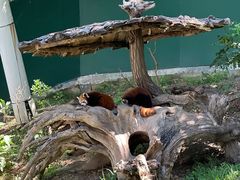 -大连森林动物园