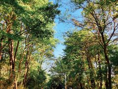 -紫金山山顶公园