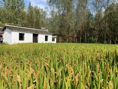 -溱湖国家湿地公园