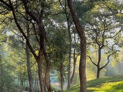 -午潮山国家森林公园