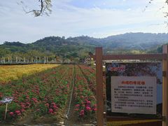-丹樱生态园