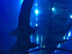 -迪拜水族馆及水下动物园