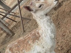-秦皇岛野生动物园