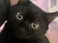 -唐小姐の猫狗洗护·购宠旗舰店(周浦万达店)