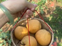 -大连北马山庄