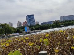 -莲花池公园
