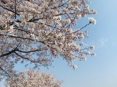 -顾村公园