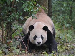 -中国大熊猫保护研究中心雅安碧峰峡基地