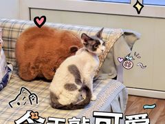 -猫大福·Fortune Cat猫舍(百子湾店)