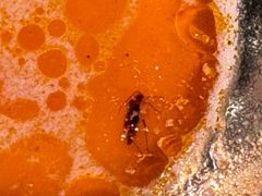 -Thai Basil罗勒叶泰式餐厅(时代天街店)