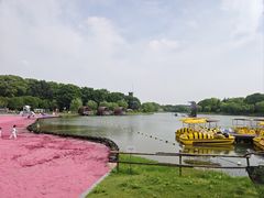 -上海鲜花港
